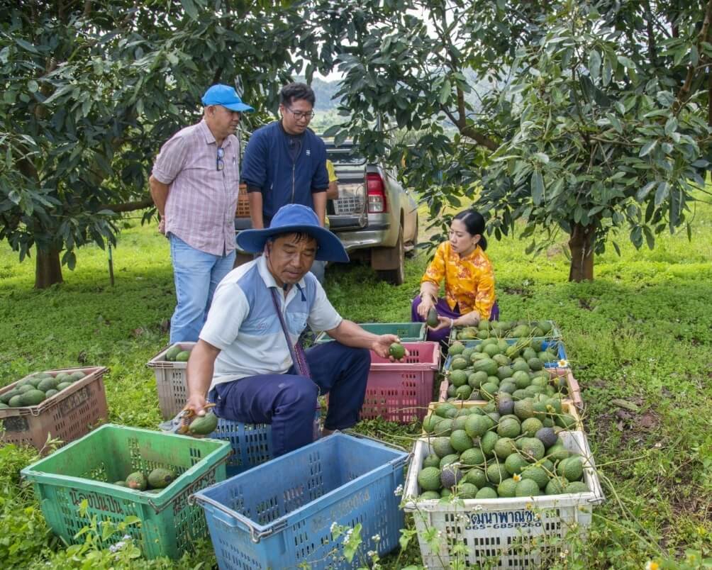 ผลิตภัณฑ์น้ำมันอะโวคาโดพลัส